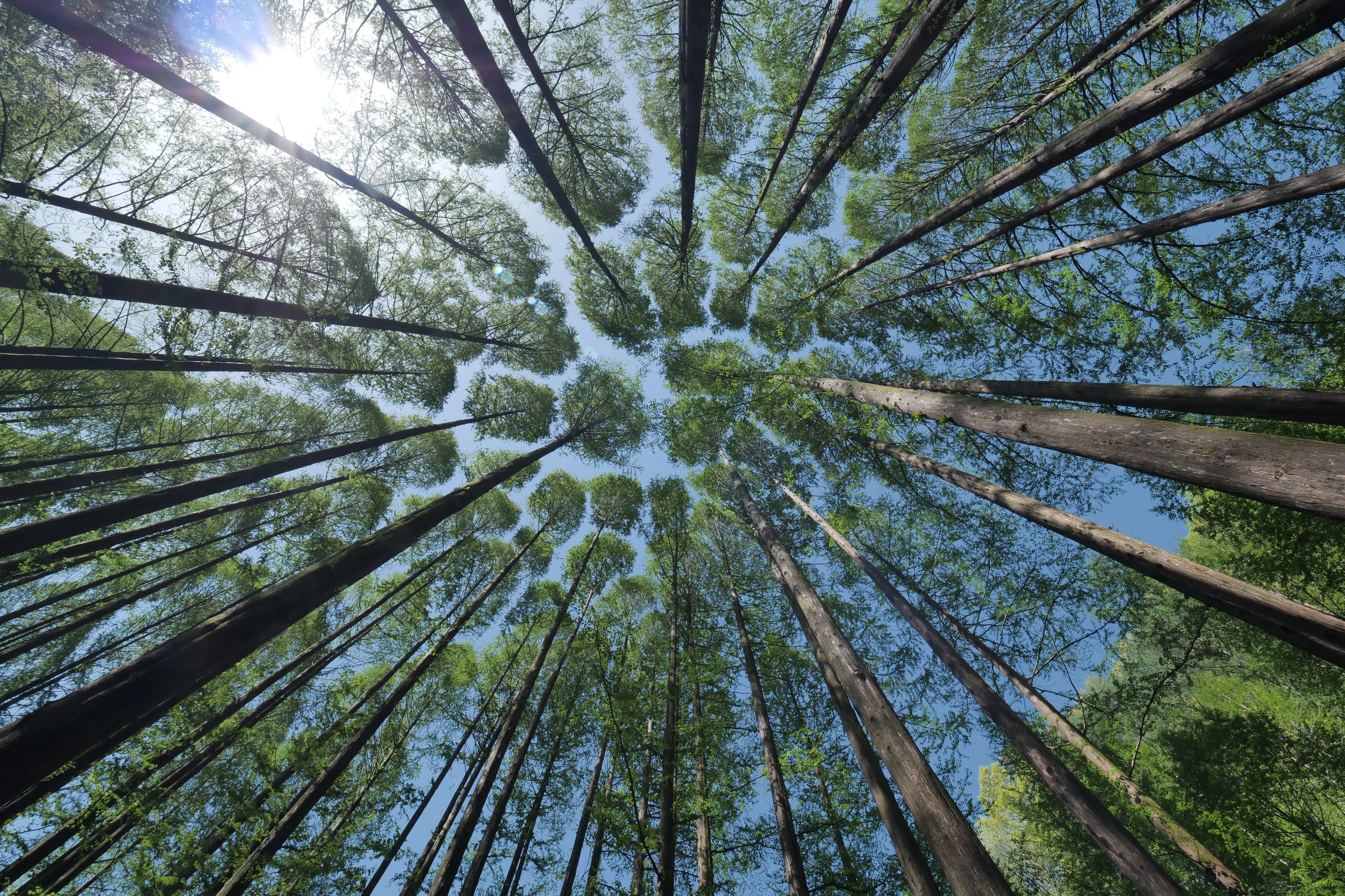 Low angle view of tall trees in a green forest under a bright sun.